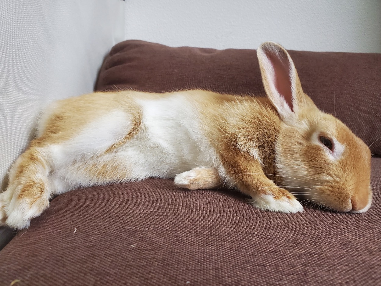 rabbits bunnies dwarf netherland bunny